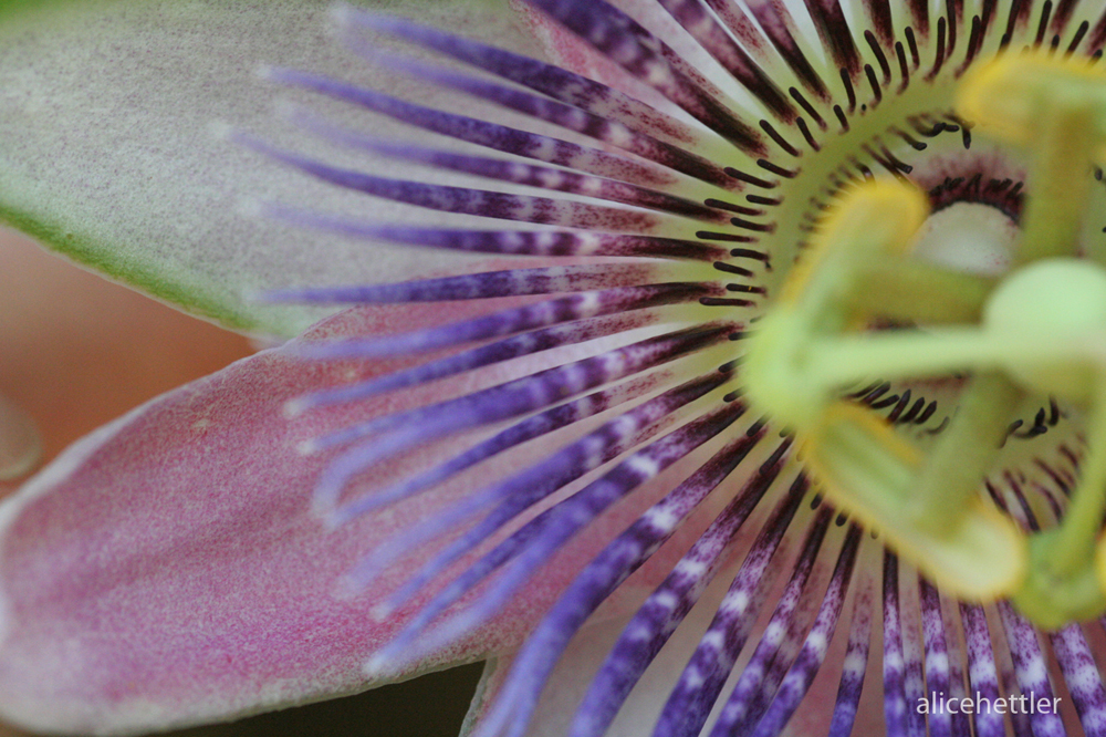 Passionsblume (Passiflora x belotii)